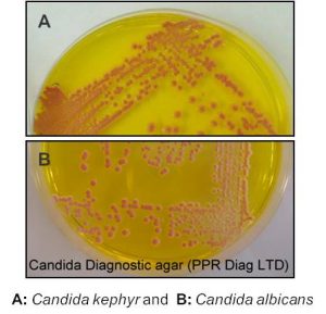 Candida Agar | Helier Scientific ltd